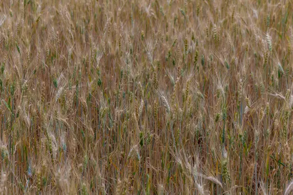 Kuzey Kıbrıs 'ta güneşli bir günde olgun çavdar kulaklarının yakın çekimi.