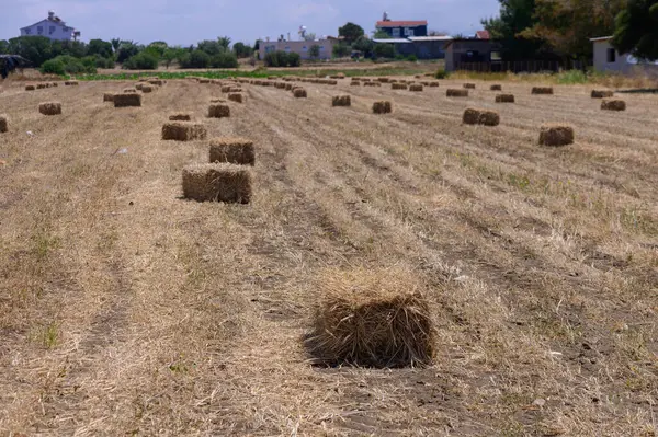 Parlak güneş ışığı altında saman balyaları düzgünce dizilmiş. Tarımsal yaşamı ve hasat zamanını gösteren sakin bir kırsal alan. Çiftçilik, doğa ve kırsal konular için ideal.