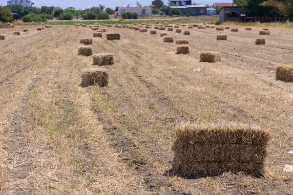 Arazide Paketlenmiş Hay Balyaları