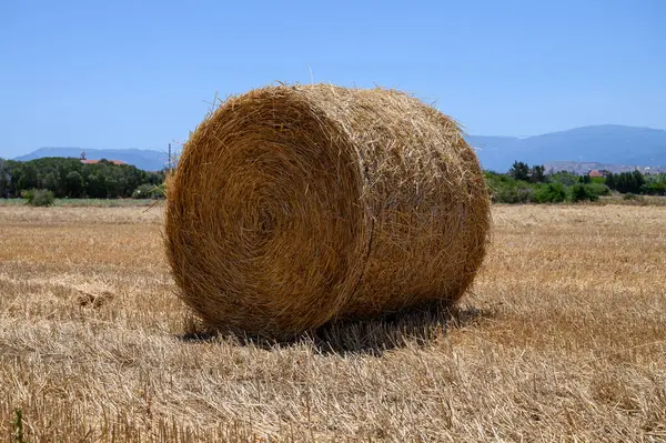 Kıbrıs Kırsal Alanında Altın Saman Balyaları