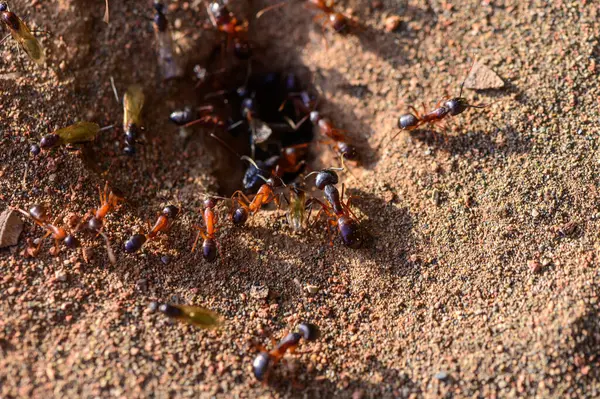 Yuvalarının girişindeki karıncaların makro fotoğrafı. Kuzey Kıbrıs 'ta yakalandı. Doğal ışık, vahşi yaşam ve böcek davranışları.