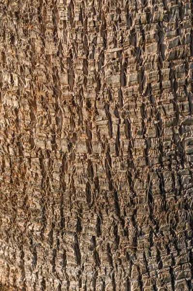 Sert, eski bir ağaç kabuğunun yakın plan görüntüsü, sıcak ışıktaki hassas oyukları ve benzersiz dokuları ortaya çıkarıyor..