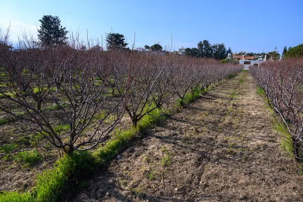 Durgun ağaçlarla dolu sakin bir bahçe günün ilk ışıklarını karşılıyor, yaklaşan bahar yenilenmesini ima ediyor..