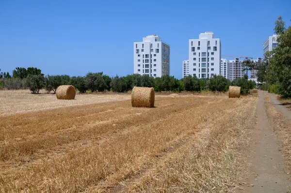 Kıbrıs Rum Kesimi 'nde hasat mevsimi güneşli kuru bir alanda saman balyalarıyla.