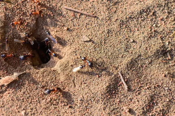 Yuvalarının yakınında çalışan aktif karıncaların makro çekimi. Kuzey Kıbrıs 'ta çekilmiş. Vahşi doğa ve böcek takım çalışması.
