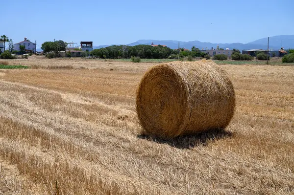 Kıbrıs 'ta mavi gökyüzü olan kuru bir Akdeniz sahasında saman balyaları.