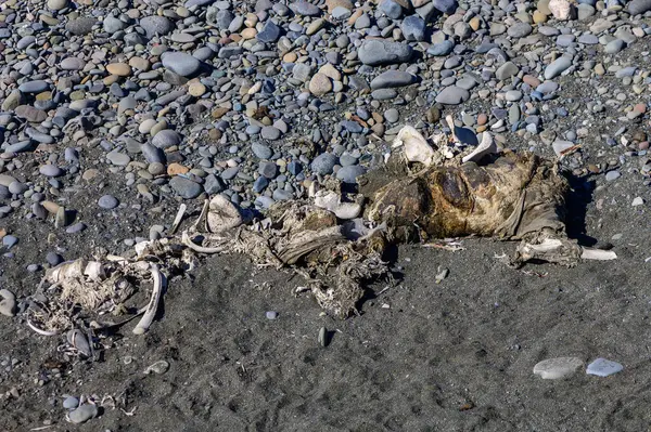 Geniş bir yaratığın kalıntıları, açık gökyüzünün altında rüzgarlı bir kumsalda, pürüzsüz çakıl taşlarının arasında yatıyordu..