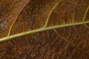 Kurumuş bir yaprağın yakın çekiminde ince ışık altında kahverengi tonlarla süslenmiş ayrıntılı dokusu ve damarları sergilenir..