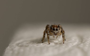 Hassas bir yüzeyde sürünen bir örümceğin yakın plan görüntüsü. Karmaşık detaylarını doğal ışıkta gösteriyor..
