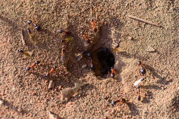 Karıncalar yuva girişi yakınında çalışıyor, makro Kıbrıs doğası