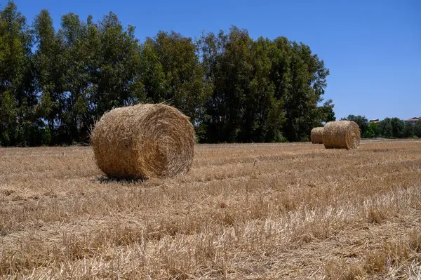 Kıbrıs Kırsalında Kuru Yaz Sahasında Saman Balyaları