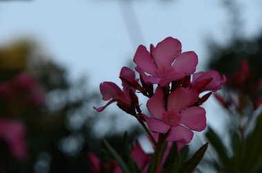 Kıbrıs Bahçesinde Yumuşak Pembe Oleander Çiçekleri