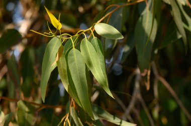 Taze yeşil okaliptüs yaprakları, Kıbrıs Rum Kesimi 'nin doğal ışık dalında.