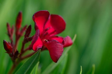 Kıbrıs 'ın parlak güneşinde parlayan kırmızı zakkum çiçeklerinin ayrıntılı manzarası.