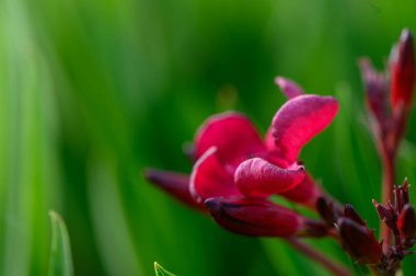 Kıbrıs 'ın bahçesinde güneşin altında açan parlak kırmızı zakkum çiçekleri.