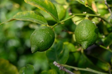 Olgunlaşmamış yeşil limonlar güneşli bir Kıbrıs bahçesinde bir ağaç dalında asılı duruyor. Doğal ışıkta taze narenciye..