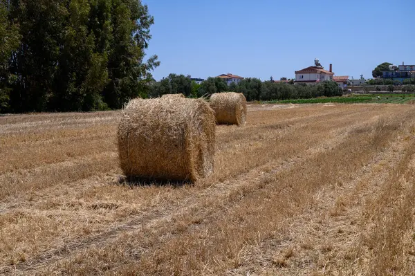 Kıbrıs 'ın sıcak kırsalında hasat edilen bir tarlada saman balyaları yuvarlanıyor.