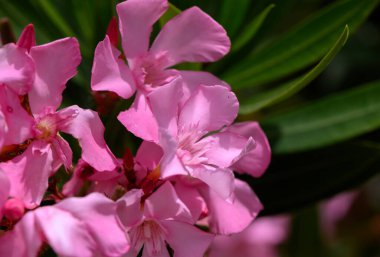 Kıbrıs Bahçesinde Pembe Oleander Çiçekleri Açtı