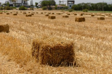 Kıbrıs Rum Kesimi 'nde Yazın Dikdörtgen Saman Balyaları