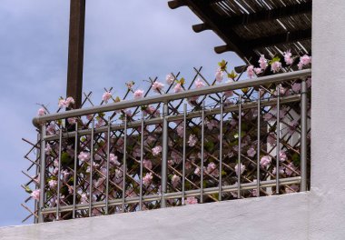 Çekici balkon saksılarda çiçek açan çiçeklerle süslenmiş, Kıbrıs 'taki Akdeniz tarzı bir eve canlı renkler katıyor.