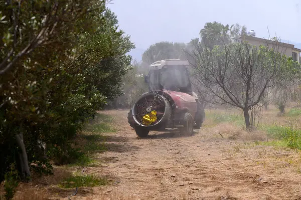 Bir çiftçi, Kıbrıs 'ın güneşli gökyüzünün altındaki bir zeytinlikte böcek ilacı veya besin gazı sıkarken traktör kullanıyor..