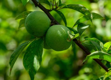 Kıbrıs 'ta Bir Ağaca Asılı Yeşil Eriklerin Yakın Çekimi