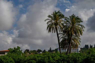 Kıbrıs 'ta güneşli bir günde gökyüzüne uzanan görkemli yüksek hurma ağaçları. Mükemmel tropikal ve Akdeniz manzarası.