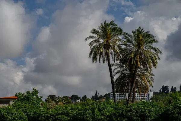 Kıbrıs 'ta güneşli bir günde gökyüzüne uzanan görkemli yüksek hurma ağaçları. Mükemmel tropikal ve Akdeniz manzarası.