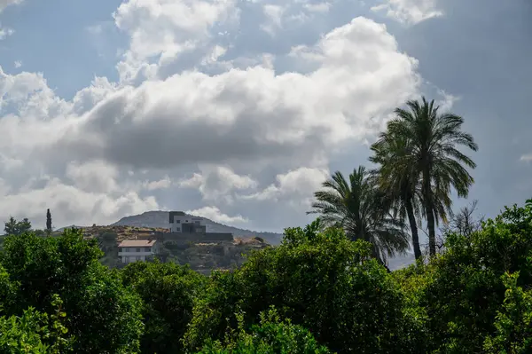 Hurma Ağacı Silueti Açık Mavi Gökyüzüne Karşı