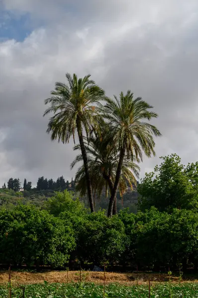 Kıbrıs 'ta güneşli bir günde açık mavi gökyüzüne uzanan uzun hurma ağaçları. Sıcaklık ve ışıkla dolu klasik bir Akdeniz sahnesi.