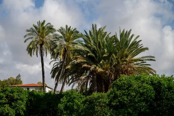 Kıbrıs 'ta açık mavi gökyüzüne uzanan uzun ve zarif hurma ağaçları.