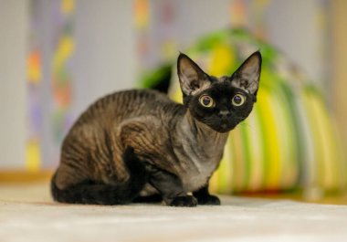İçerde kürklü zarif siyah Devon Rex kedisi oturuyor..