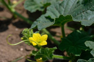 Kıbrıs Tarım Tarlasında Çiçek Açan Kabak Çiçekleri