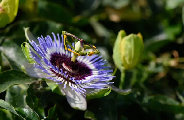 Güzel tutku çiçeği (Passiflora), parlak Kıbrıs güneşinin altında çiçek açıyor. Egzotik çiçekli detaylar doğal ışıkta yakalanır..
