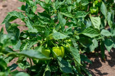 Taze Yeşil Biberler Güneşli Kıbrıs Çiftlik Tarlasında Büyüyor