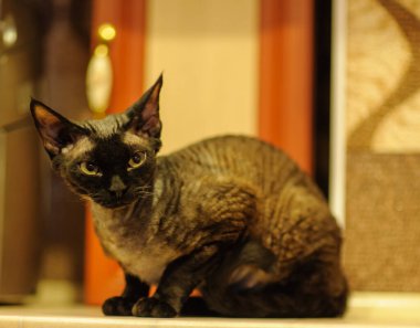 Devon Rex Kedisi Mutfak zemininde oturuyor