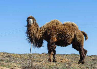 Kuru Rus arazisinde devenin yakın çekimi