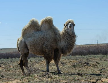 Astrakhan bozkırlarında yürüyen deve.