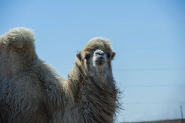 Uçsuz bucaksız bozkırda, açık bir gökyüzünün altında tek başına duran bir deve..