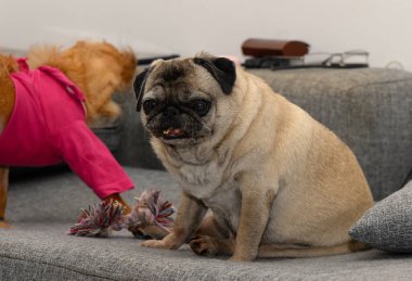 Gri kürklü yaşlı bir köpek, rahat bir ev ortamında, yaşlılık ve sakinlik belirtileri gösteren yumuşak bir kanepede huzur içinde yatıyor..