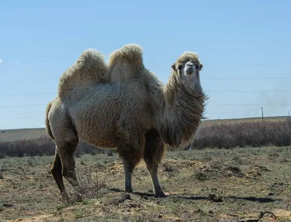 Astrakhan bozkırlarında yürüyen deve.