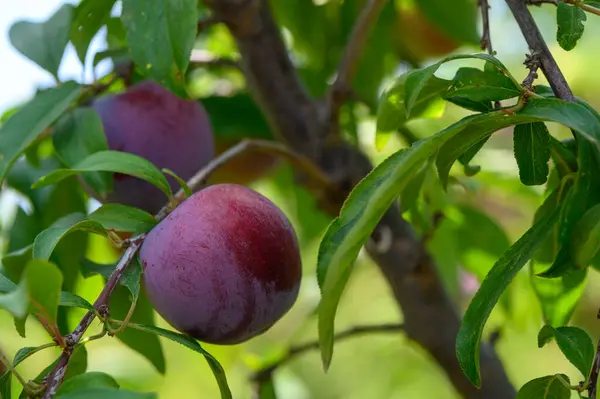 Mor erikler, Kıbrıs bahçesinde güneşin altındaki ağaç dallarında olgunlaşır..
