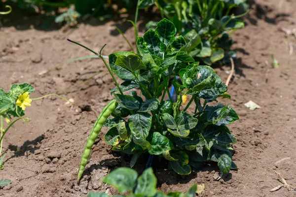 Kıbrıs 'taki bir tarım sahasında parlak Akdeniz güneşi altında büyüyen yemyeşil fasulye bitkileri,