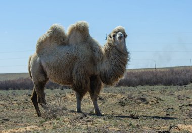 Bozkırda duran tek hörgüçlü deve