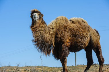 Bir deve suratının yakın plan portresi.