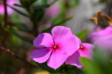 Parlak pembe Vinca (Catharanthus Roseus), Akdeniz tarzı bir bahçedeki parlak yeşil yapraklarla çiçek açmış..
