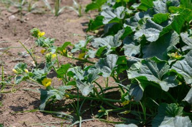 Kıbrıs 'ta güneşli bir tarlada bol bol yetişen canlı sarı kabak çiçekleri.