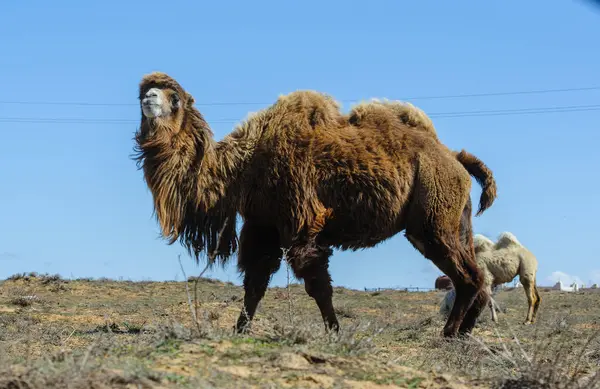 Tek bir deve, temiz mavi gökyüzünün altında, Rusya 'nın engin, açık bozkırlarında sessizce duruyor..