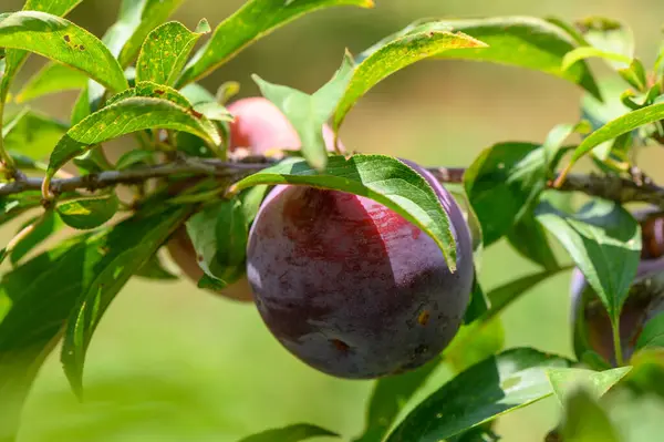 Akdeniz bahçesindeki Ağaç dallarında olgun mor erikler
