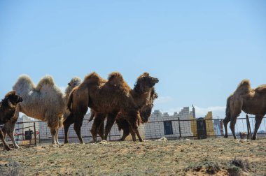 Rusya 'nın Astrakhan bölgesinde kurak alanlarda otlayan develer.